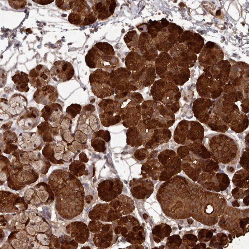 Immunohistochemical staining of human salivary gland shows strong cytoplasmic positivity in glandular cells.