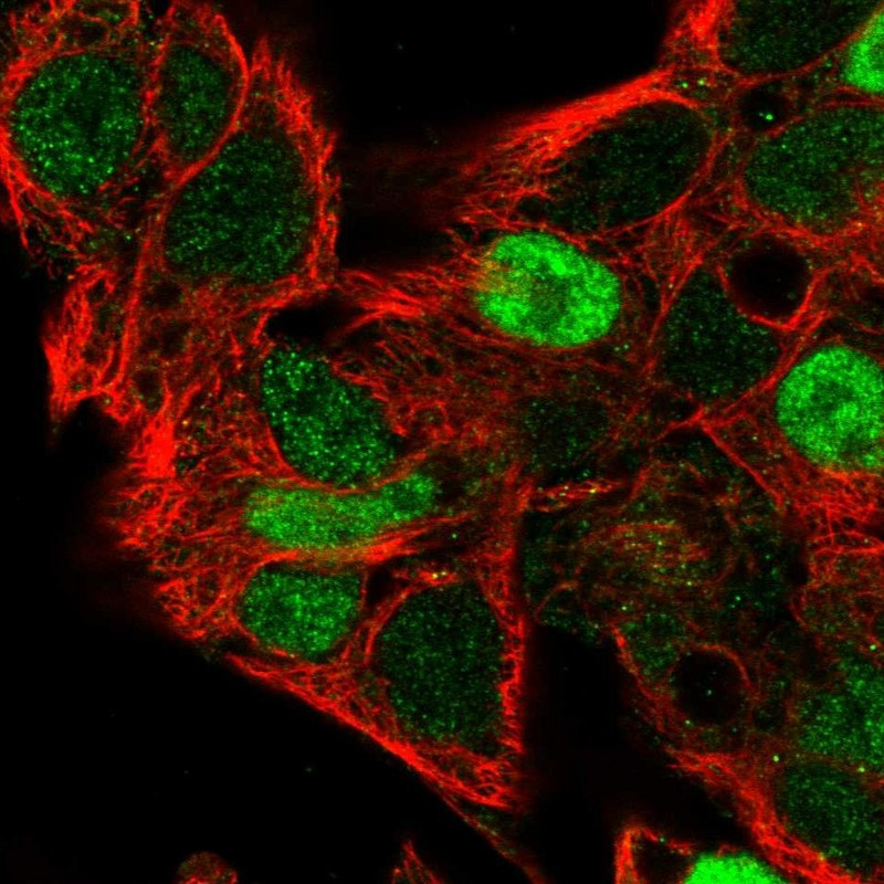 Immunofluorescent staining of human cell line Hep G2 shows localization to nucleoplasm.