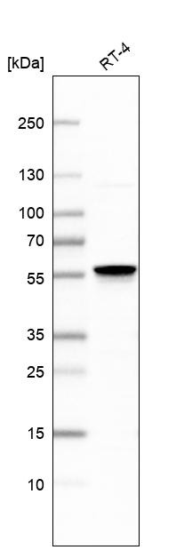 Western blot analysis in human cell line RT-4.