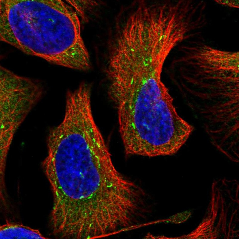 Immunofluorescent staining of human cell line U-2 OS shows localization to cytosol & vesicles.