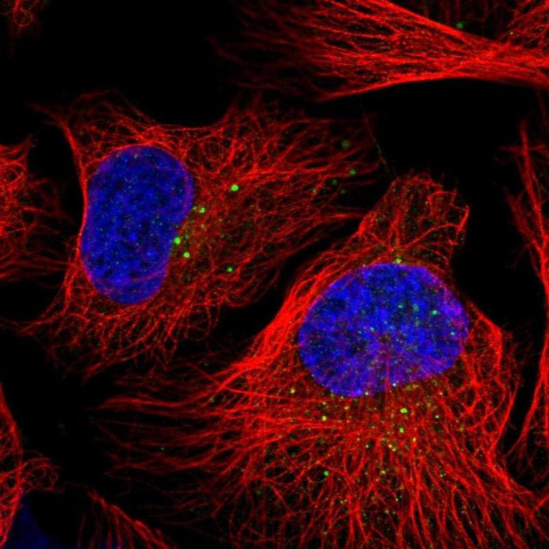 Immunofluorescent staining of human cell line U-2 OS shows localization to vesicles.
