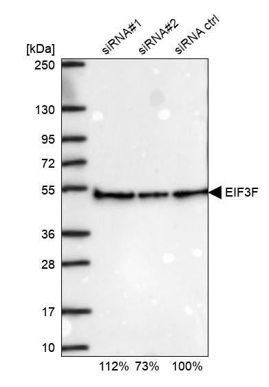 Western blot analysis in U2OS cells transfected with control siRNA, target specific siRNA probe #1 and #2, using Anti-EIF3F antibody. Remaining relative intensity is presented.