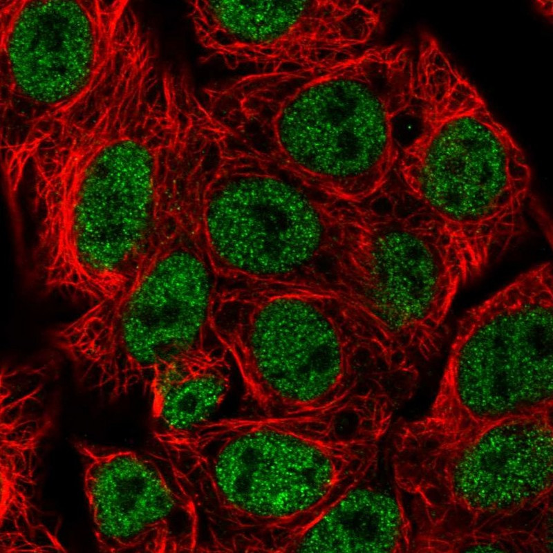 Immunofluorescent staining of human cell line Hep G2 shows localization to nucleoplasm.