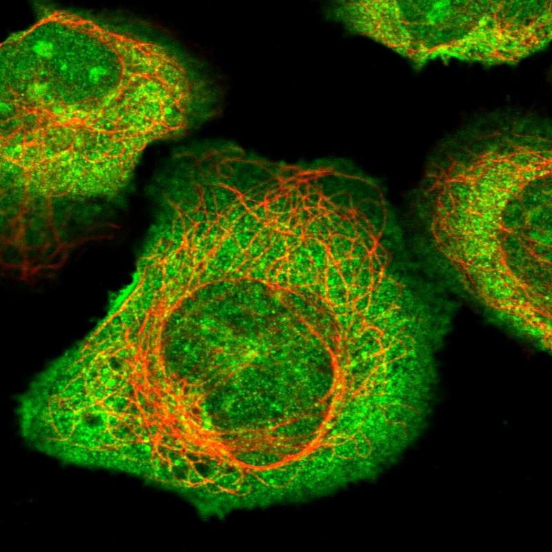 Immunofluorescent staining of human cell line U-2 OS shows localization to nucleoli, plasma membrane & cytosol.
