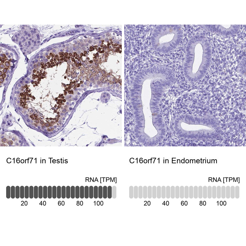 Immunohistochemistry analysis in human testis and endometrium tissues using Anti-C16orf71 antibody. Corresponding C16orf71 RNA-seq data are presented for the same tissues.
