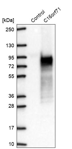Western blot analysis in control (vector only transfected HEK293T lysate) and C16orf71 over-expression lysate (Co-expressed with a C-terminal myc-DDK tag (~3.1 kDa) in mammalian HEK293T cells, LY408373).