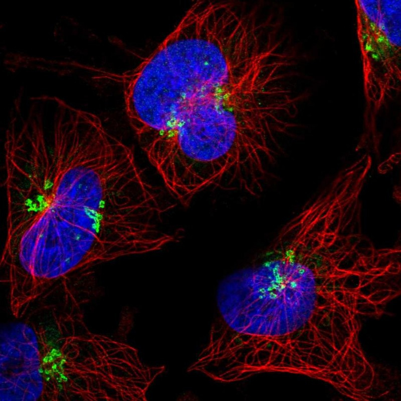Immunofluorescent staining of human cell line U-251 MG shows localization to the Golgi apparatus.