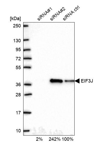 Western blot analysis in U2OS cells transfected with control siRNA, target specific siRNA probe #1 and #2, using Anti-EIF3J antibody. Remaining relative intensity is presented.