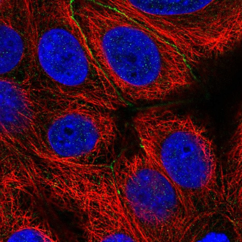 Immunofluorescent staining of human cell line MCF7 shows localization to cell junctions.