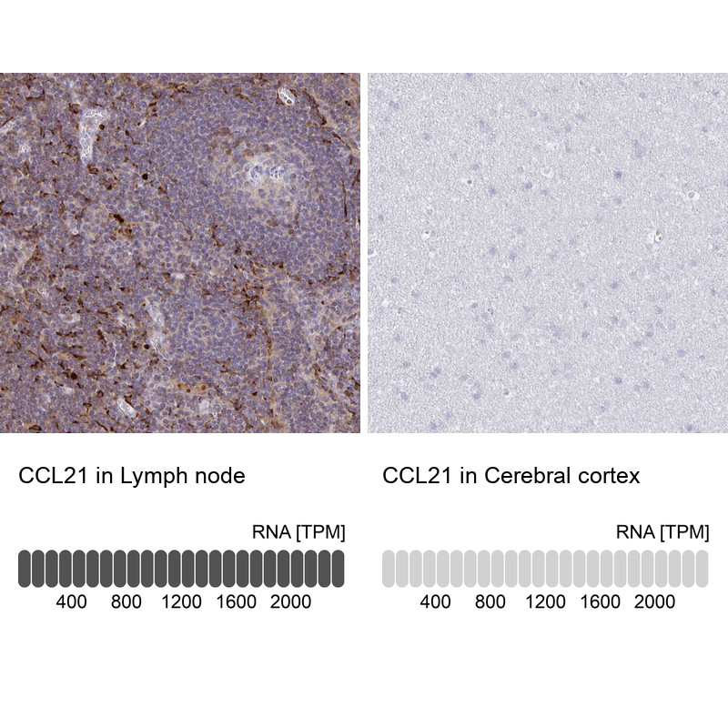 Immunohistochemistry analysis in human lymph node and cerebral cortex tissues using HPA051210 antibody. Corresponding CCL21 RNA-seq data are presented for the same tissues.