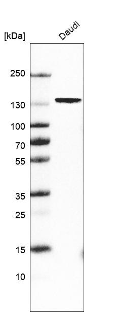 Western blot analysis in human cell line Daudi.