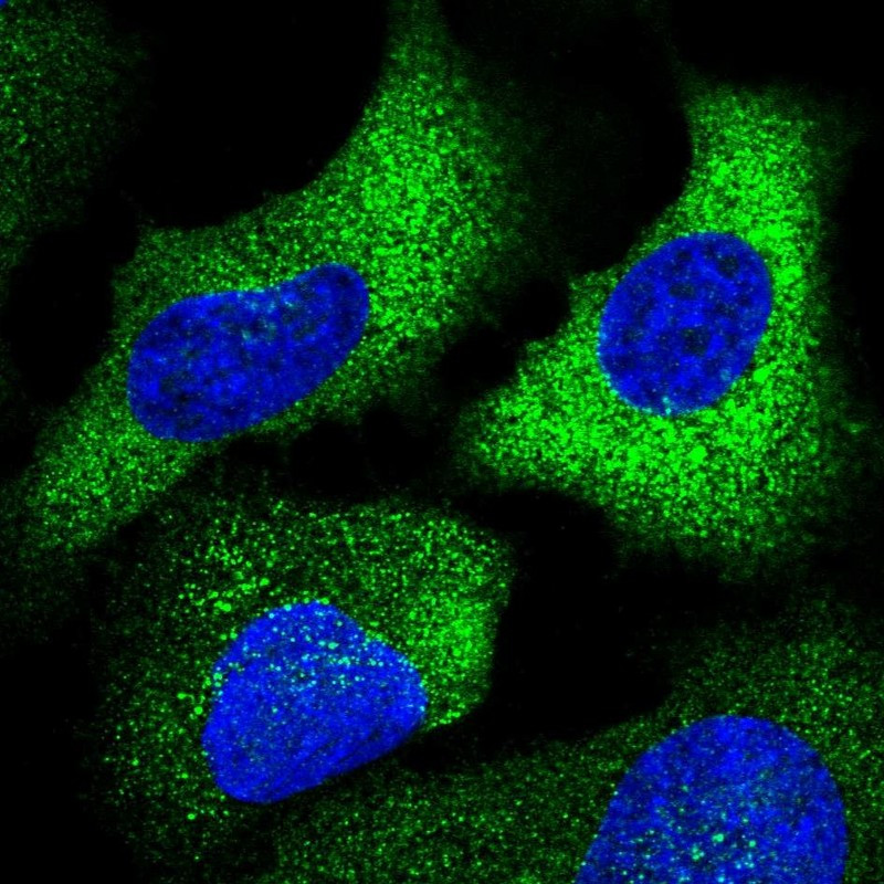 Immunofluorescent staining of human cell line U-2 OS shows localization to cytosol.