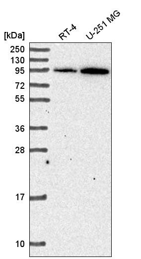 Western blot analysis in human cell line RT-4 and human cell line U-251 MG.