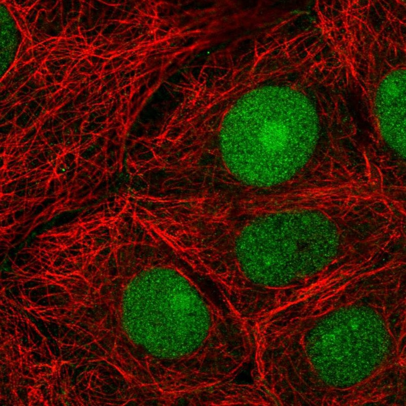 Immunofluorescent staining of human cell line MCF7 shows localization to nucleus, nucleoli & cell junctions.