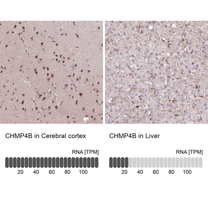 Immunohistochemistry analysis in human cerebral cortex and liver tissues using Anti-CHMP4B antibody. Corresponding CHMP4B RNA-seq data are presented for the same tissues.