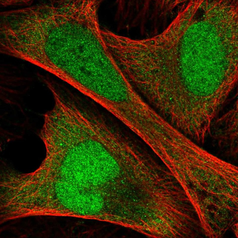 Immunofluorescent staining of human cell line U-2 OS shows localization to nucleus & cytosol.