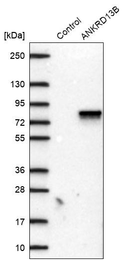 Western blot analysis in control (vector only transfected HEK293T lysate) and ANKRD13B over-expression lysate (Co-expressed with a C-terminal myc-DDK tag (~3.1 kDa) in mammalian HEK293T cells, LY407595).