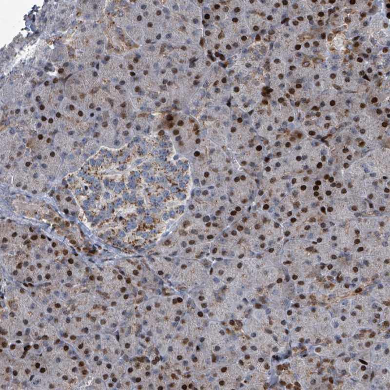 Immunohistochemical staining of human pancreas shows strong nuclear positivity in exocrine glandular cells. Islets of Langerhans showed moderate cytoplasmic staining.