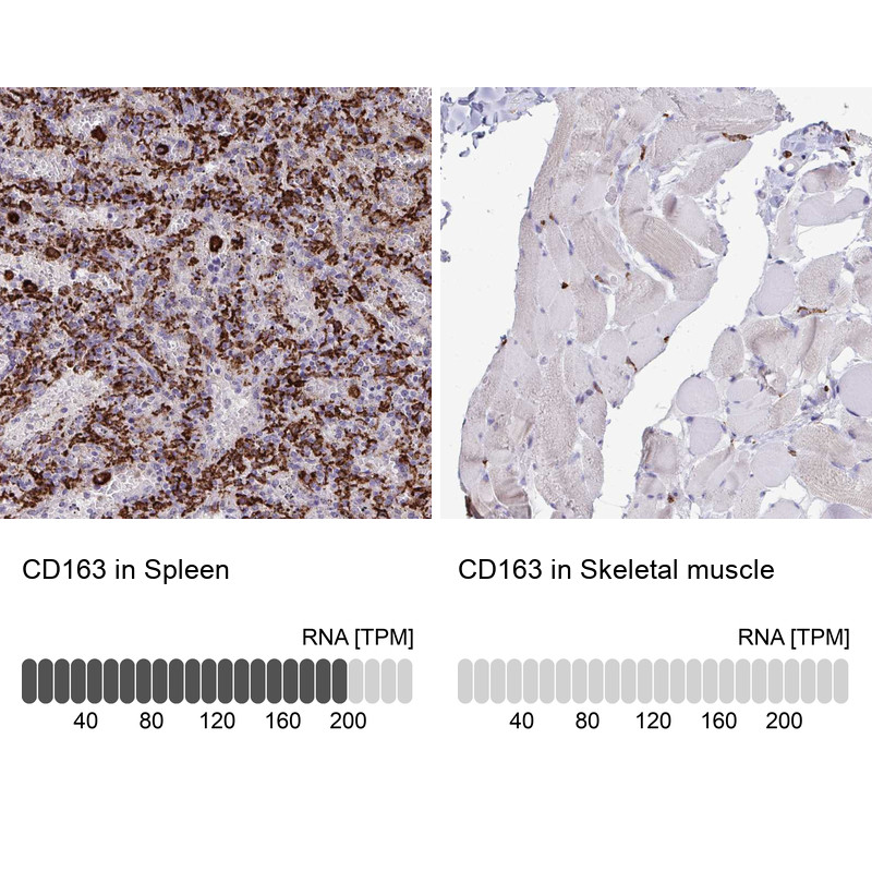 Immunohistochemistry analysis in human spleen and skeletal muscle tissues using HPA051974 antibody. Corresponding CD163 RNA-seq data are presented for the same tissues.