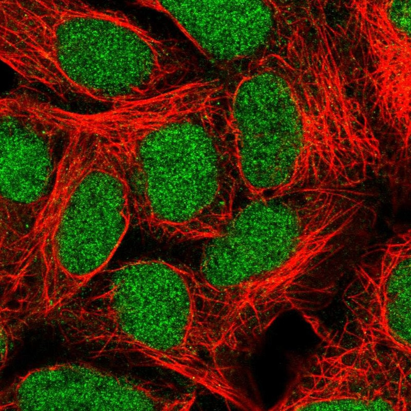Immunofluorescent staining of human cell line HEK 293 shows localization to nucleus.