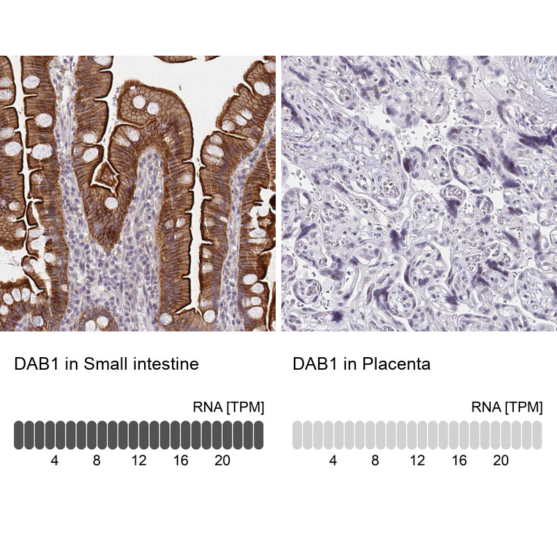 Immunohistochemistry analysis in human small intestine and placenta tissues using HPA052033 antibody. Corresponding DAB1 RNA-seq data are presented for the same tissues.