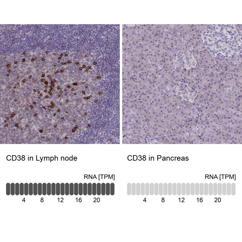 Immunohistochemistry analysis in human lymph node and pancreas tissues using HPA052381 antibody. Corresponding CD38 RNA-seq data are presented for the same tissues.