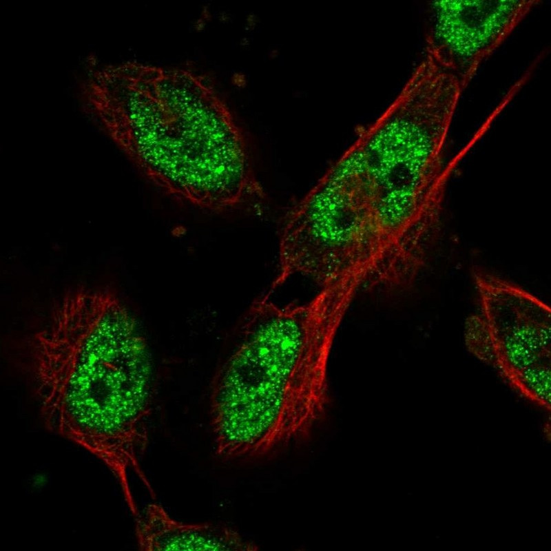 Immunofluorescent staining of human cell line U-251 MG shows localization to nucleoplasm.