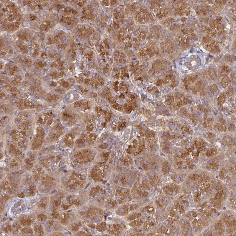 Immunohistochemical staining of human pancreas shows strong cytoplasmic positivity in exocrine glandular cells.