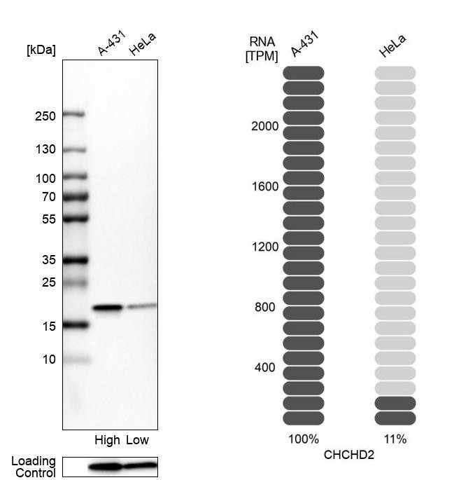 Western blot analysis in human cell lines A-431 and HeLa using Anti-CHCHD2 antibody. Corresponding CHCHD2 RNA-seq data are presented for the same cell lines. Loading control: Anti-COX4I1.
