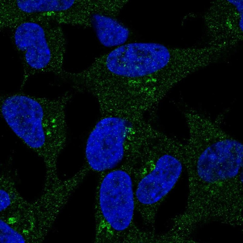 Immunofluorescent staining of human cell line SH-SY5Y shows localization to cytosol & the Golgi apparatus.