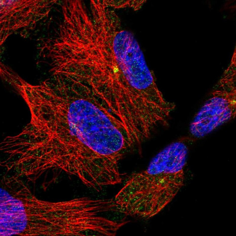 Immunofluorescent staining of human cell line U-251 MG shows localization to centrosome.