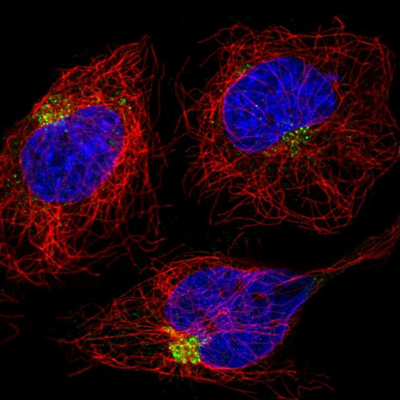 Immunofluorescent staining of human cell line HeLa shows localization to the Golgi apparatus.