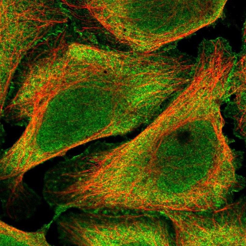 Immunofluorescent staining of human cell line U-2 OS shows localization to nucleus & plasma membrane.