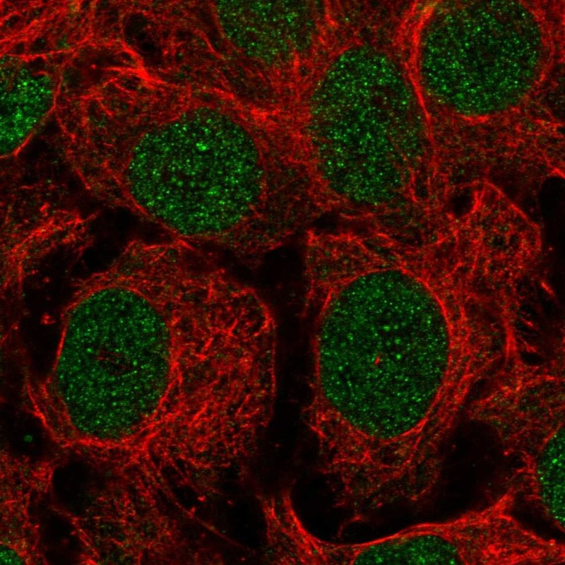 Immunofluorescent staining of human cell line CACO-2 shows localization to nucleus & nucleoli fibrillar center.