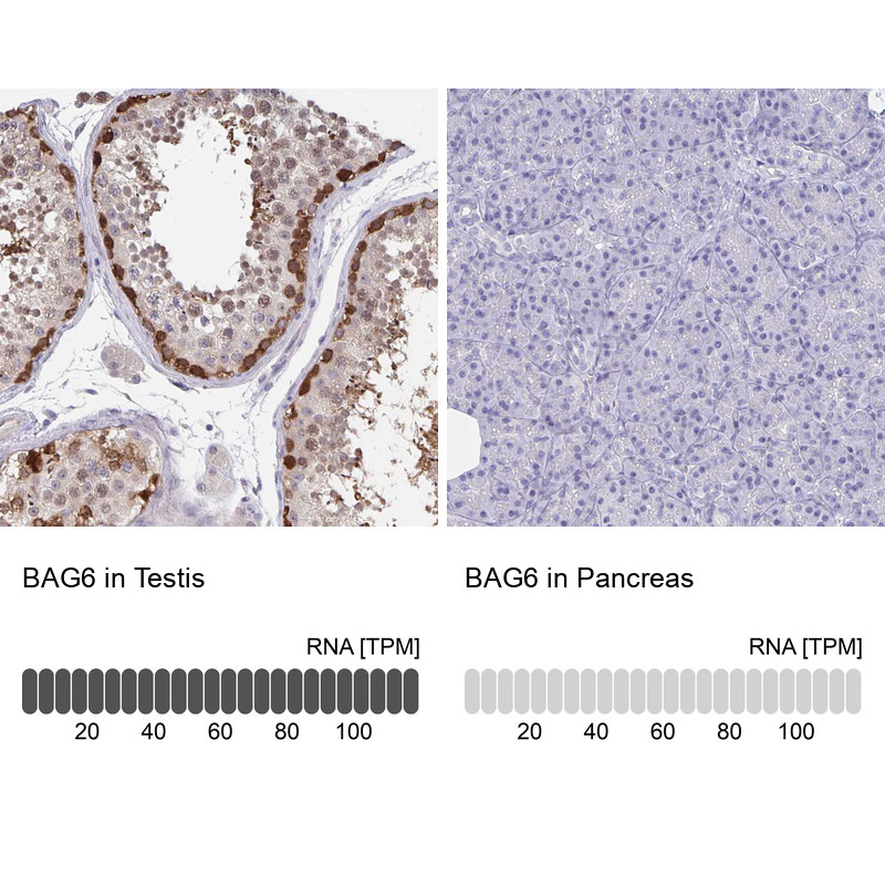 Immunohistochemistry analysis in human testis and pancreas tissues using HPA053291 antibody. Corresponding BAG6 RNA-seq data are presented for the same tissues.