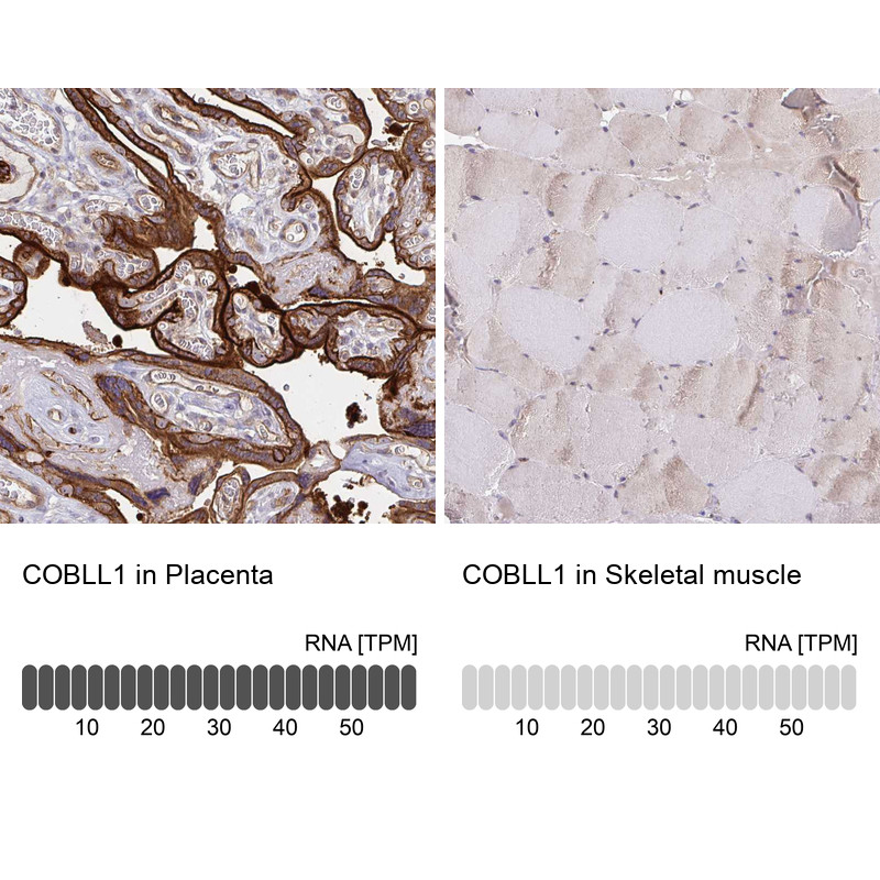 Immunohistochemistry analysis in human placenta and skeletal muscle tissues using HPA053344 antibody. Corresponding COBLL1 RNA-seq data are presented for the same tissues.