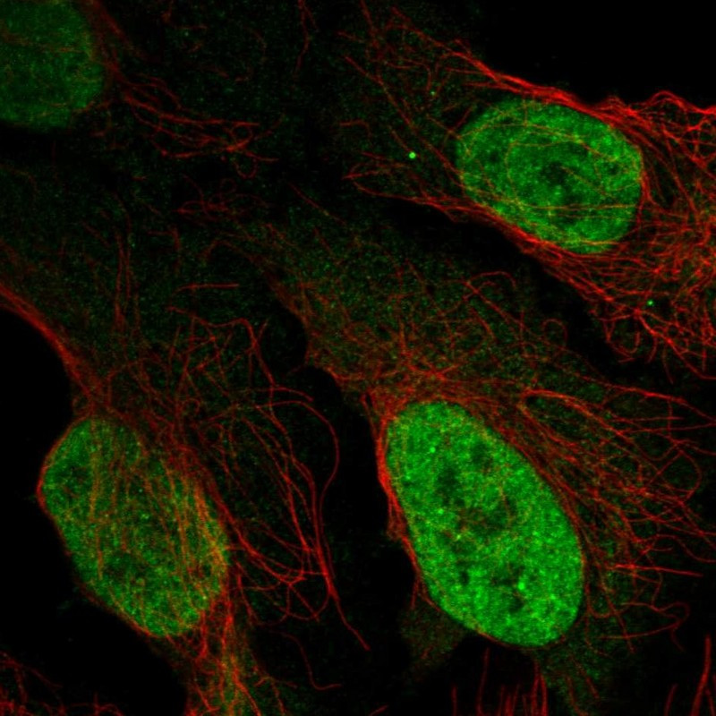 Immunofluorescent staining of human cell line U-2 OS shows localization to nucleoplasm.