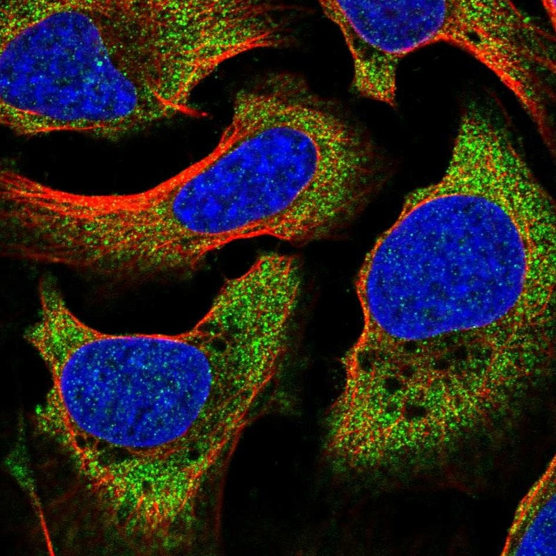 Immunofluorescent staining of human cell line U-2 OS shows localization to cytosol.