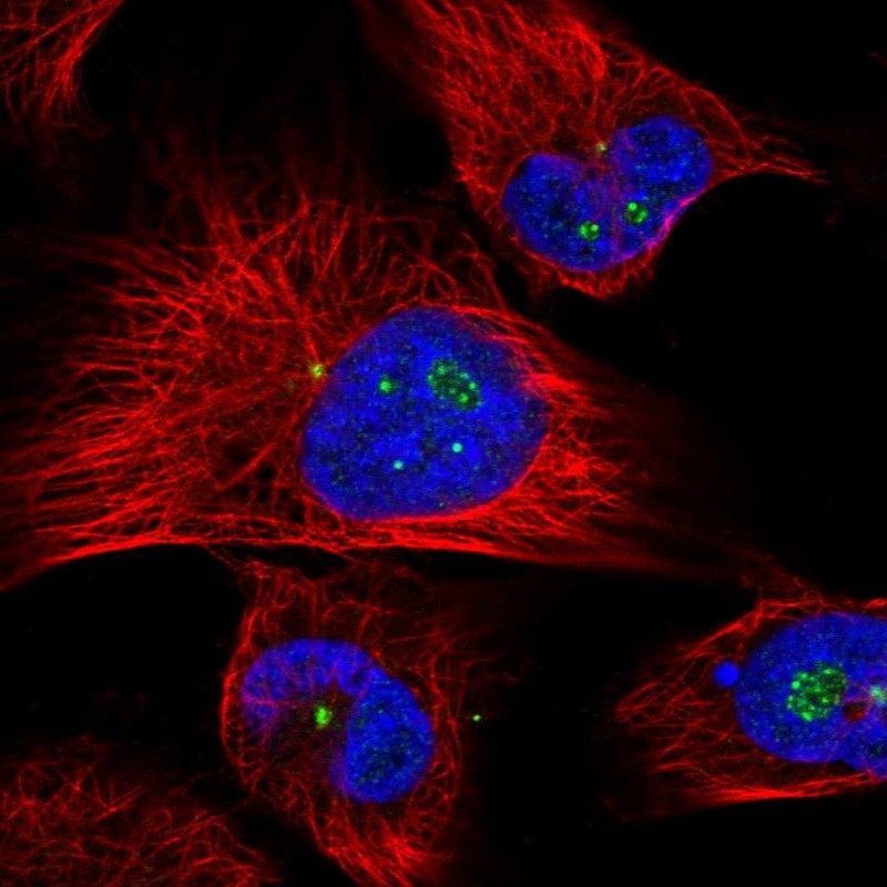 Immunofluorescent staining of human cell line U-251 MG shows localization to nucleoli fibrillar center & centrosome.