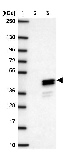 Lane 1: Marker [kDa] 250, 130, 95, 72, 55, 36, 28, 17, 10<br/>Lane 2: Negative control (vector only transfected HEK293T lysate)<br/>Lane 3: Over-expression lysate (Co-expressed with a C-terminal myc-DDK tag (~3.1 kDa) in mammalian HEK293T cells, LY406451)