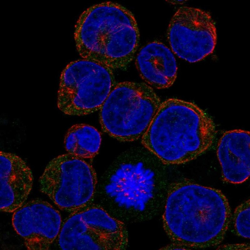 Immunofluorescent staining of human cell line NB-4 shows localization to plasma membrane & cytosol.