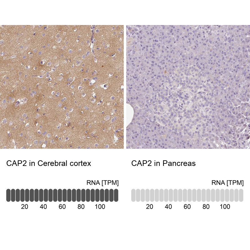 Immunohistochemistry analysis in human cerebral cortex and pancreas tissues using Anti-CAP2 antibody. Corresponding CAP2 RNA-seq data are presented for the same tissues.