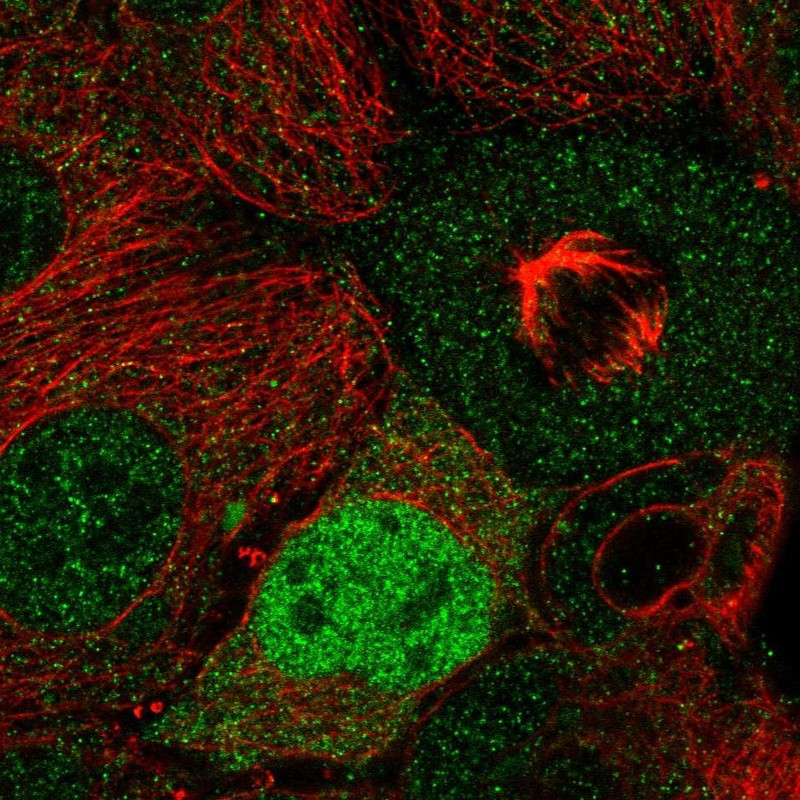 Immunofluorescent staining of human cell line CACO-2 shows localization to nucleoplasm.