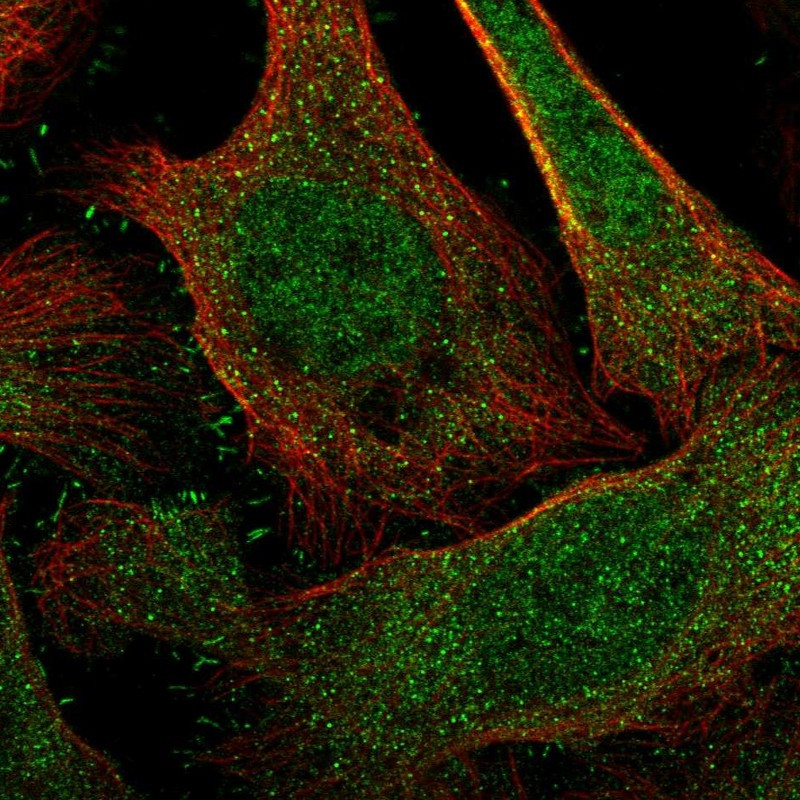 Immunofluorescent staining of human cell line U-2 OS shows localization to nucleus, cytosol & focal adhesion sites.