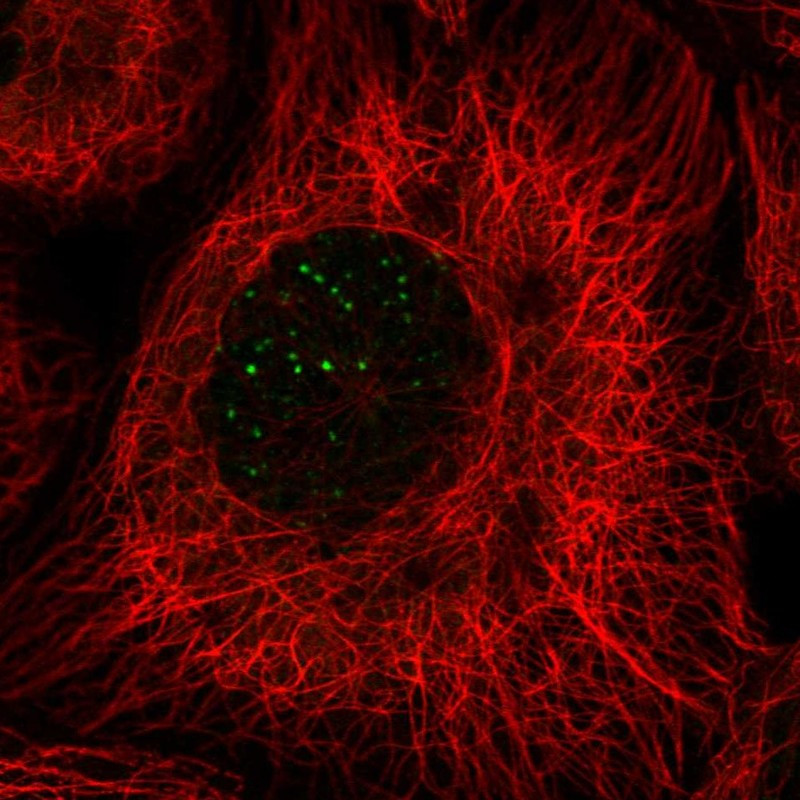 Immunofluorescent staining of human cell line A-431 shows localization to nuclear bodies.