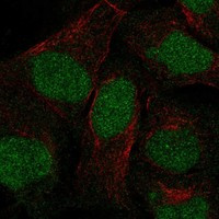 Immunofluorescent staining of human cell line U-2 OS shows localization to nucleoplasm.