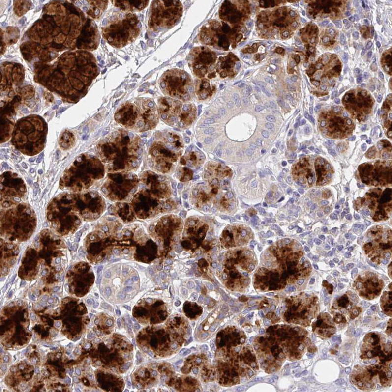 Immunohistochemical staining of human salivary gland shows strong positivity in glandular cells.