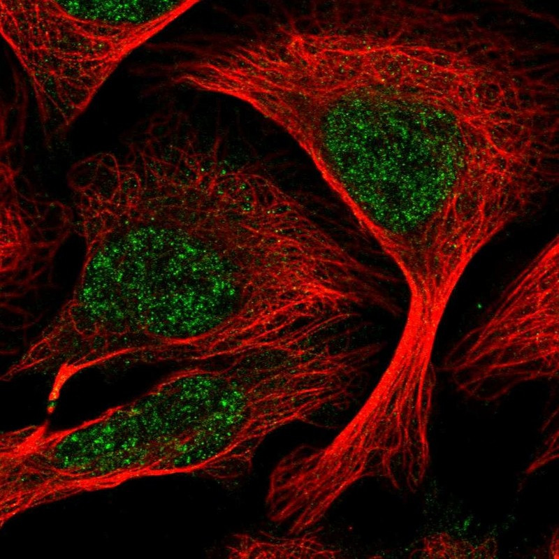 Immunofluorescent staining of human cell line U-2 OS shows localization to nucleoplasm.