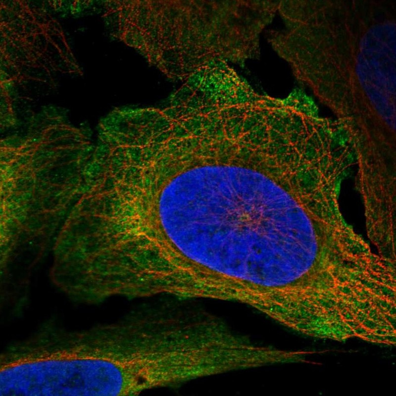 Immunofluorescent staining of human cell line U-2 OS shows localization to nucleoli fibrillar center, plasma membrane & cytosol.