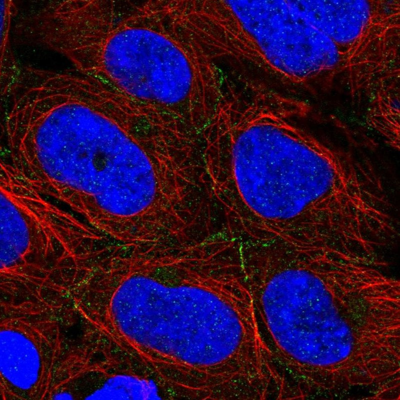 Immunofluorescent staining of human cell line HEK 293 shows localization to cell junctions.